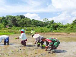 Bantu Petani Menamam Padi, Babinsa Koramil 1508-03/Kao Turun Ke Sawah Wujud Peduli Wilayah Binaan